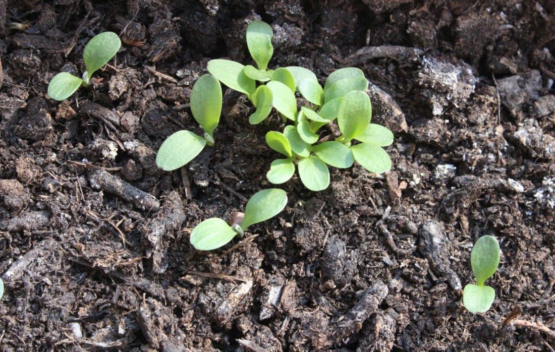 Konrblumenkeimlinge, die firsch aus dunkler Erde wachsen.