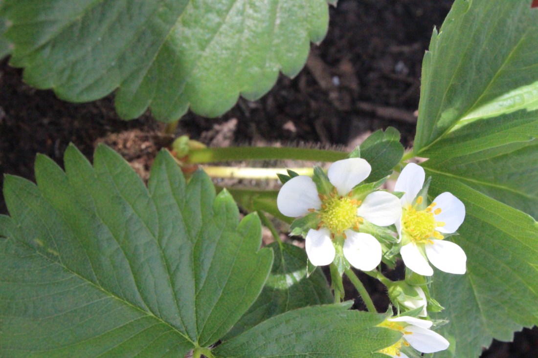 Zwei Erdbeerblüten im Schatten von großen Erdbeerblättern.
