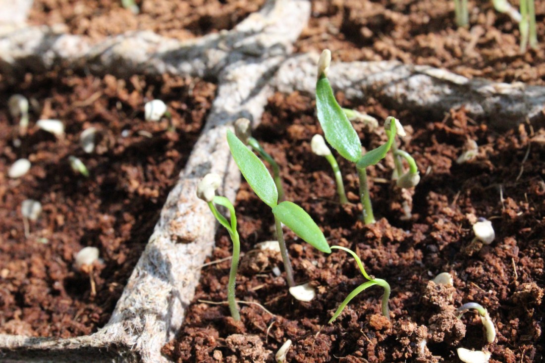Vier Chilipflanzensetzlinge, die gerade erst keimen und noch ihre Saathülle an den Blattspitzchen hängen haben.