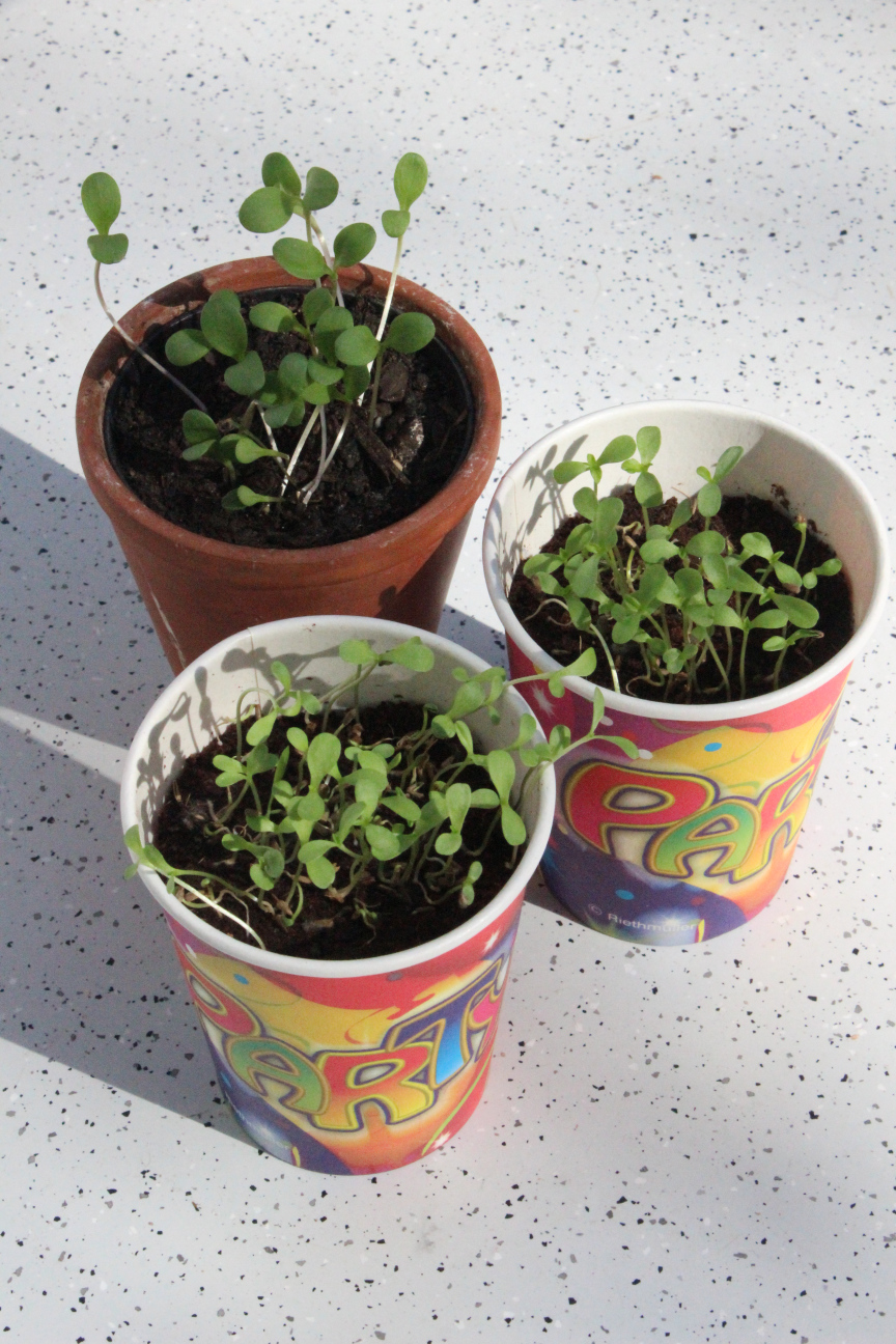 Drei Töpfen, aus denen runde Keimlinge wachsen, von denen ich selbst nicht weiß, was sie sind. Zwei Töpfchen sind eigentlich bunte Pappbecher auf dem Balkonboden, auf denen Party steht. Ich bin neugierig, was das wird.