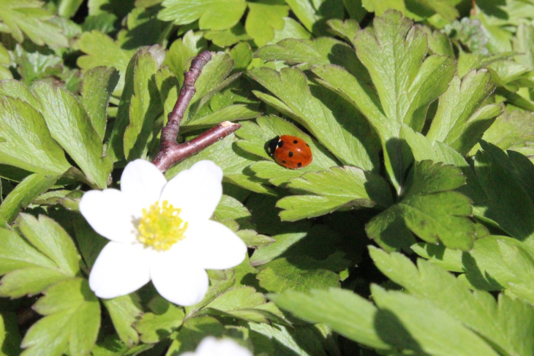Blätter und eine Weiße Blüte am Waldboden. Auf einem grünen Blatt sitzt ein Marienkäfer.