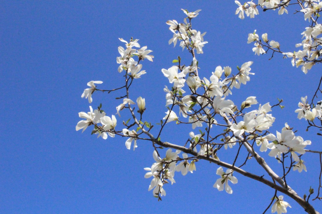 Weiße Blüten an einem Ast vor abgefahren blauklarem Himmel.