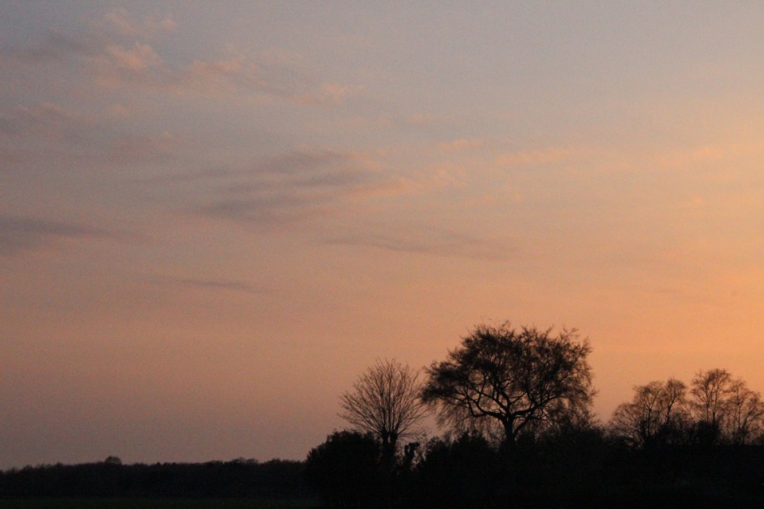 Baumsilhouette im Sonnenuntergangsrot.