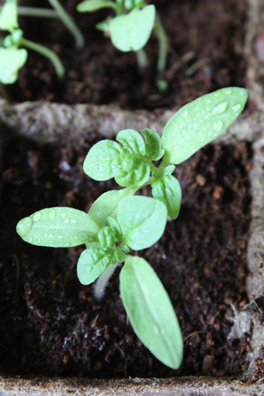 Tomatensetzlinge, bei denen alles super duper ist.