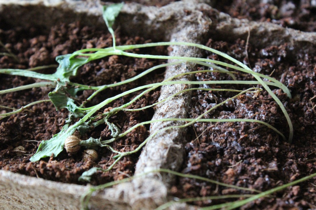 Gestorbene Korianderkeime. Haben sich in Richtung Sonne ausgestreckt und sind dann umgefallen, liegen jetzt dünn rum, einige immernoch mit der Samenkappe an den Blättchen.