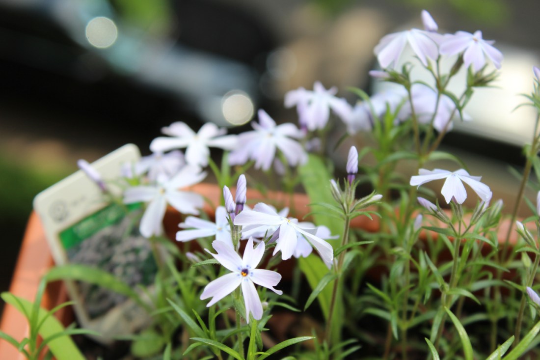 Lila Blumen, deren Namen mir gerade nicht einfällt. Das Lila ist sehr fein, fast weiß, die Blüten sind fünfsterning.