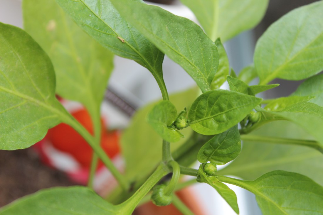 Nahaufnahme von Paprikablättern und den Knospen, aus denen hoffentlich mal Blüten und dann Früchte werden. Im Hintergrund schimmert das Parikaschildchen verschwommen hinter den Blättern vor.