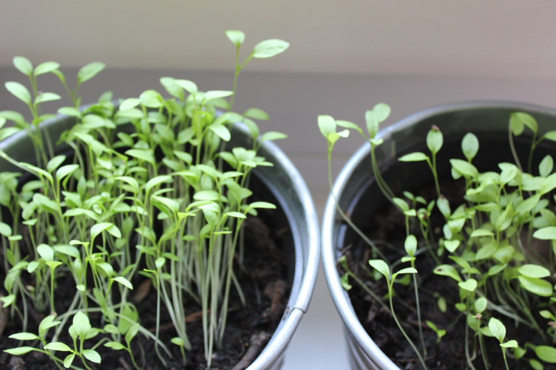 Nahaufnahme von zwei Metallblumentöpfen, in denen Petersilienkeimlinge gut vor sich hinwachsen, links dichter als rechts.