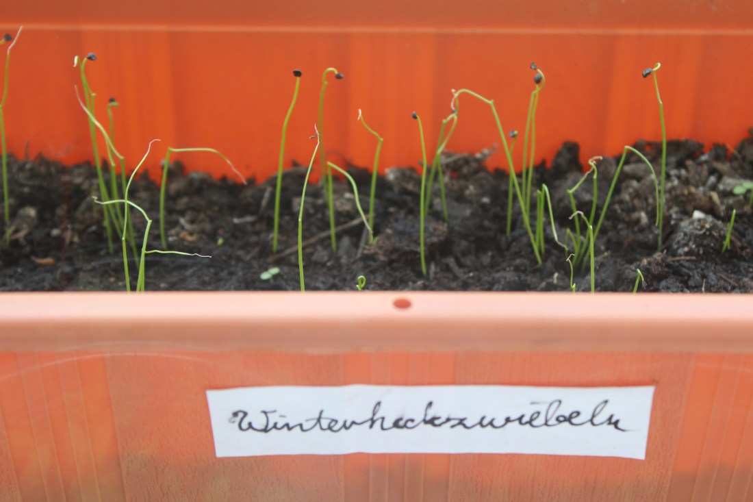 Winterheckzwiebelkeimlinge in einem Blumenkasten auf dem ein Aufkleber mit dem Wort "Winterheckzwiebeln" klebt.