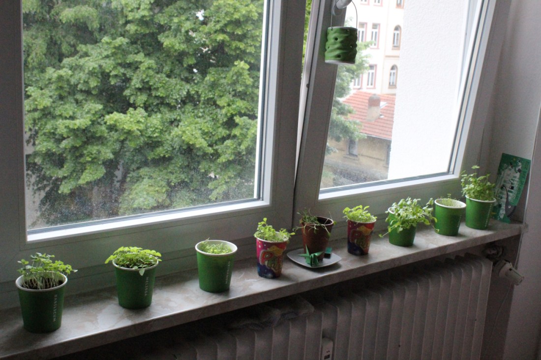Fensterbank vor gekipptem Fenster, auf der Fensterbank sechs grüne Becher mit noch wachsenden Kräutern, ein Töpfchen und zwei bunter Becher mit Keimlingen, die ich nicht identifizieren kann. Unter der Fensterbank eine Heizung, am Griff des gekippten Fensters ein hellgrünes Windlicht aus Steingut.