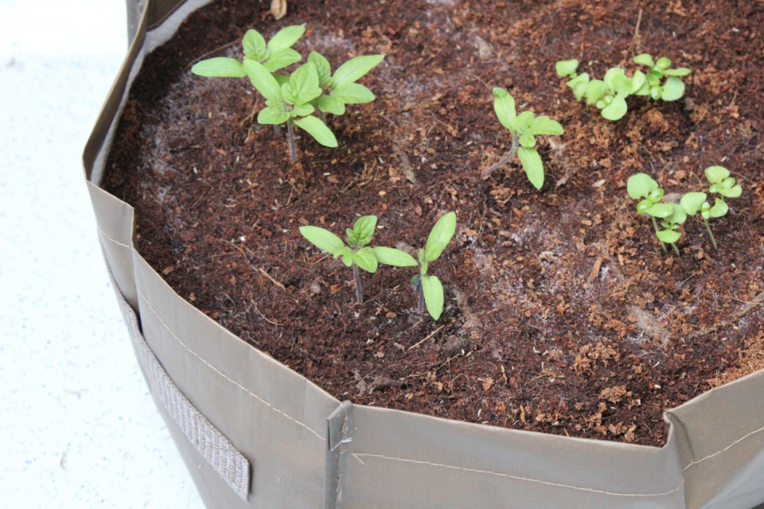 Tomaten- und Basilikumkeimlinge in Erde, die sich in einem graubraunen Plastiksack befindet