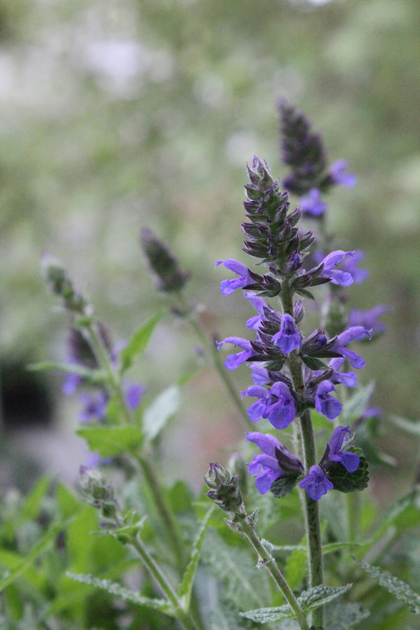 Blühende Blaukönigin, aber eigentlich ist sie lila, nicht blau.