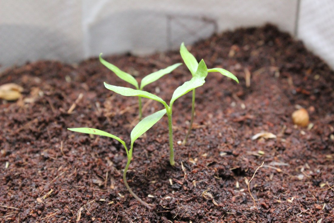 Chilikeimlinge in Erde