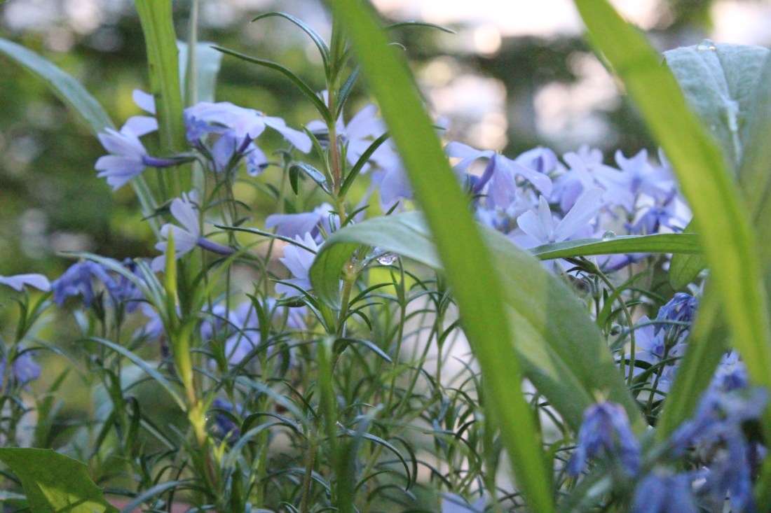 Lavendelfarbene Blüten in verschwommenem Grün im Abendlicht. In der Bildmitte ein Tropfen Wasser an einm Blatt, scharf.