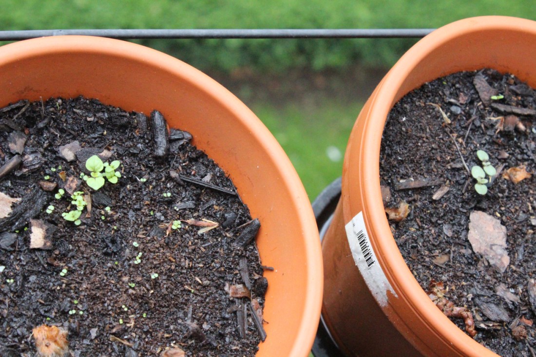 Zwei Töpfe in einem Balkonhängegestell und da wachsen miniminimini-Blättchen. Wirklich nur mini.