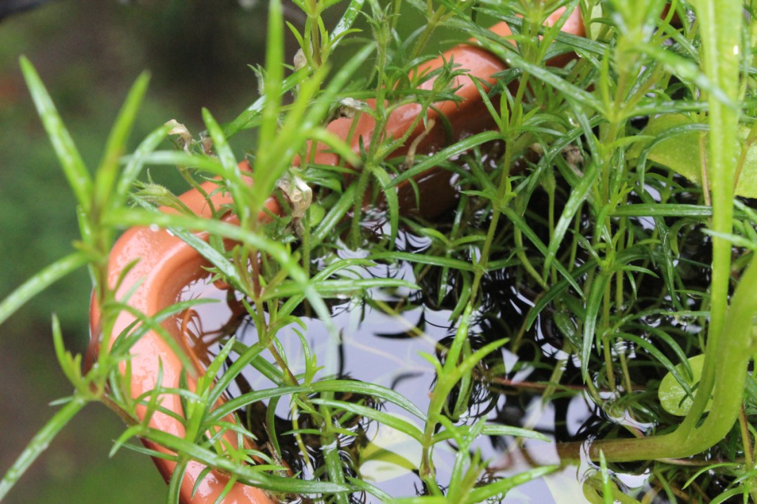 Das Eck eines Blumenkastens, in dem was Grasiges wächst, das in Wasser ertrinkt.