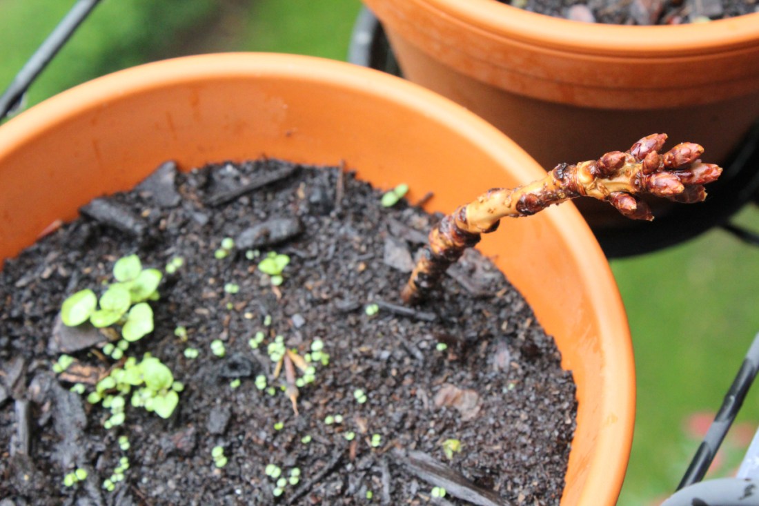 Topf, in dem miniminimini-Pflänzchen sprießen und ein kleiner Kirschbaumzwei in der Erde steckt.