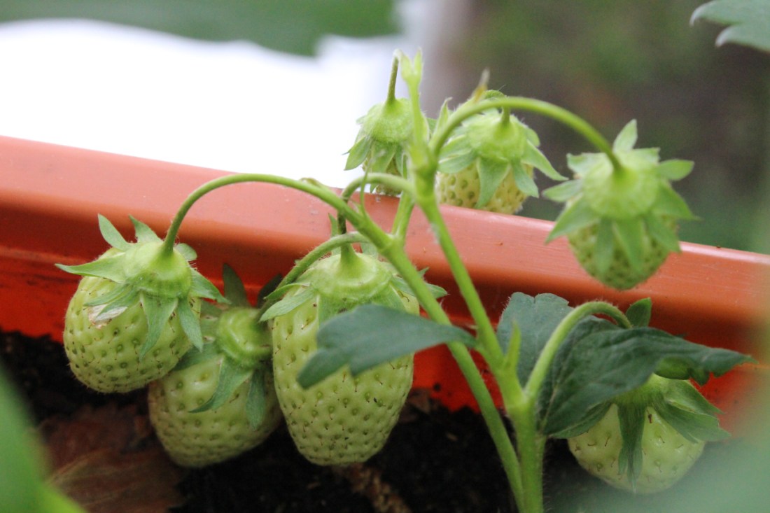Sieben große, noch grüne, Erdbeeren.