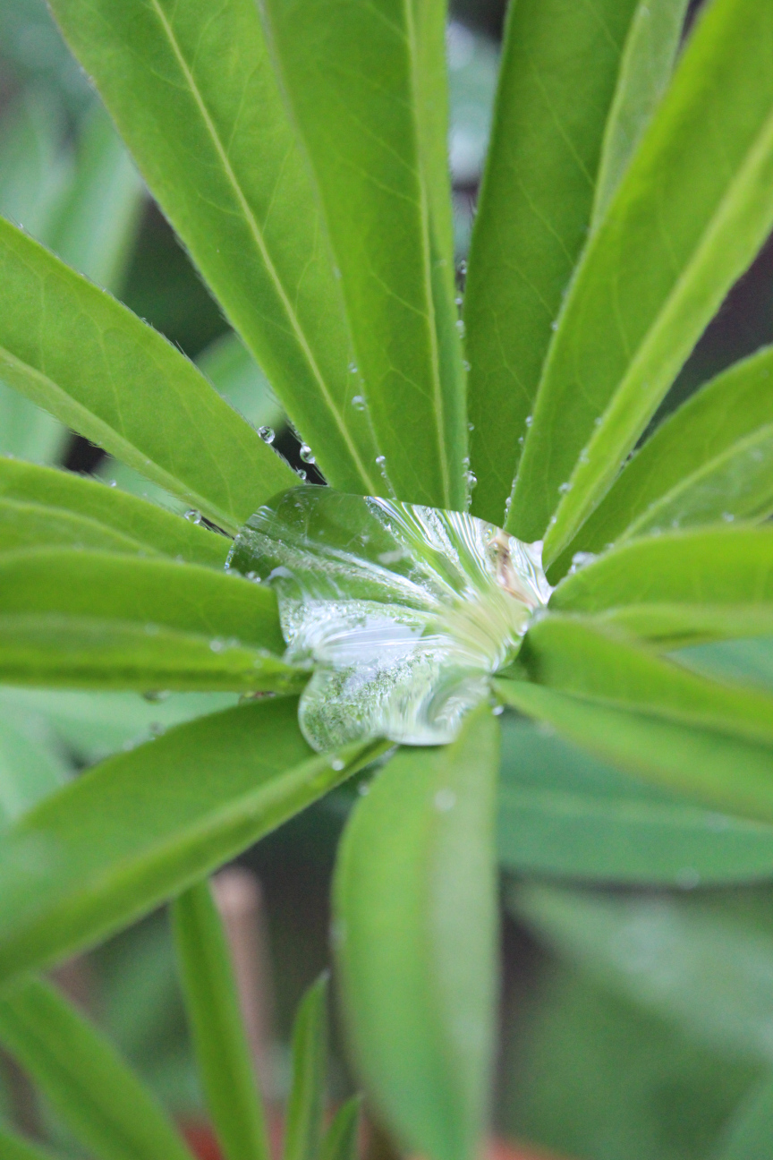 Farn oder sowas, in dessen Mitte ein riiiiiesiger Wassertropfen ruht.