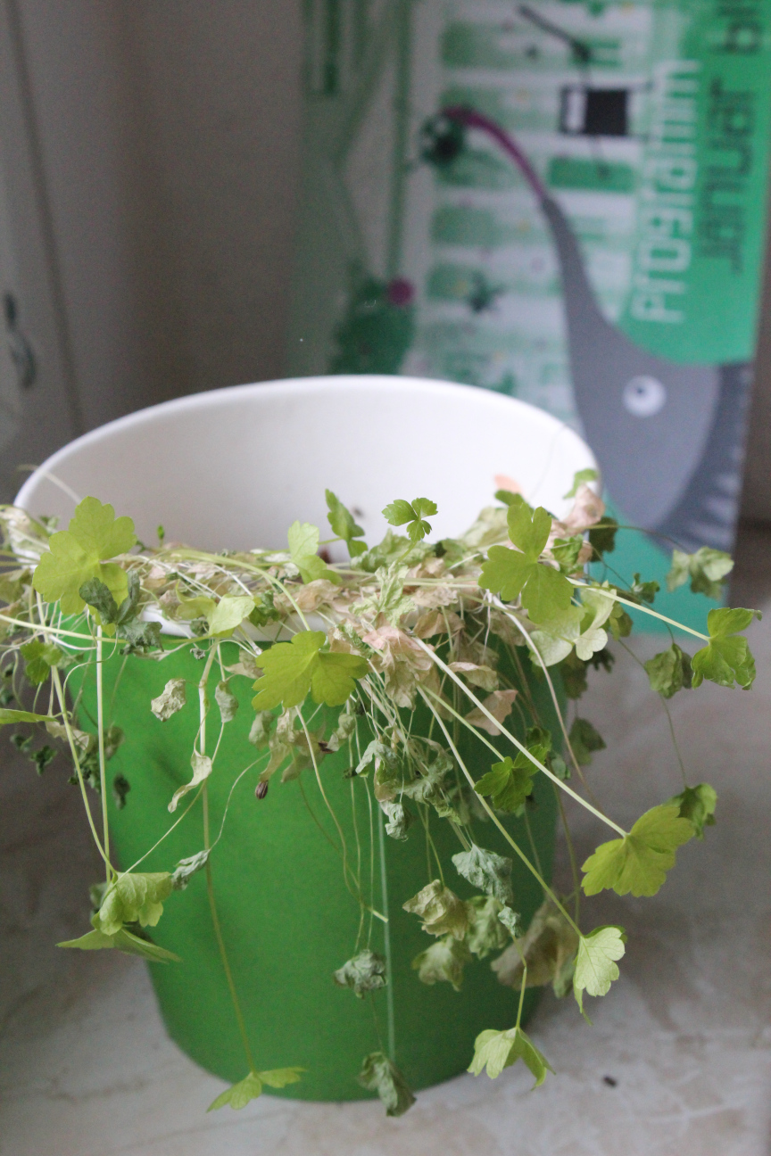 vertrocknete Petersilie im grünen Pappbecher, im Hintergrund ein Flyer desJungen Literaturhauses.