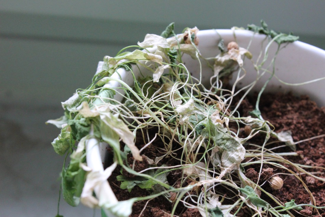 Vertrockneter Koriander in Nahansicht.