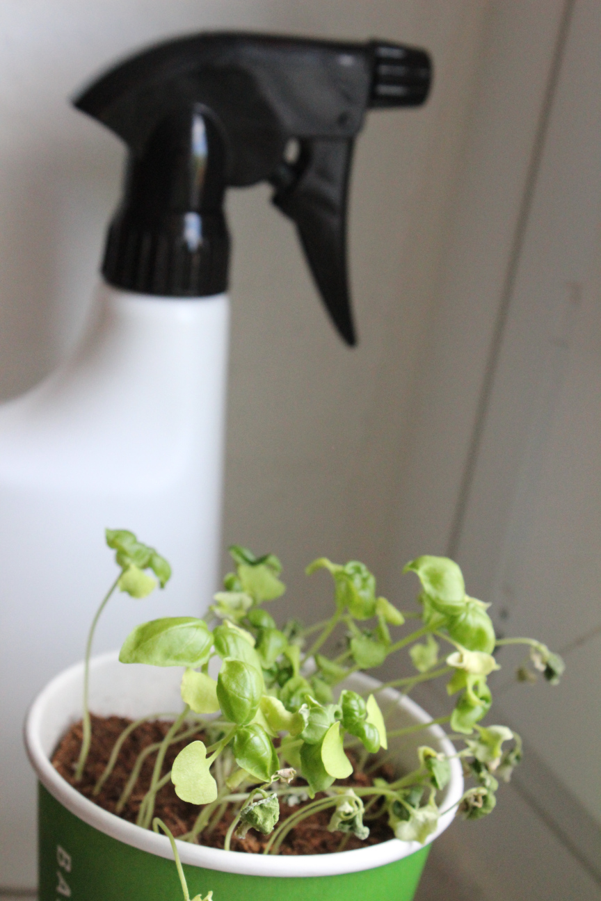 Fast vertrockneter Basilikum, im Hintergrund eine weiße Sprühflasche.