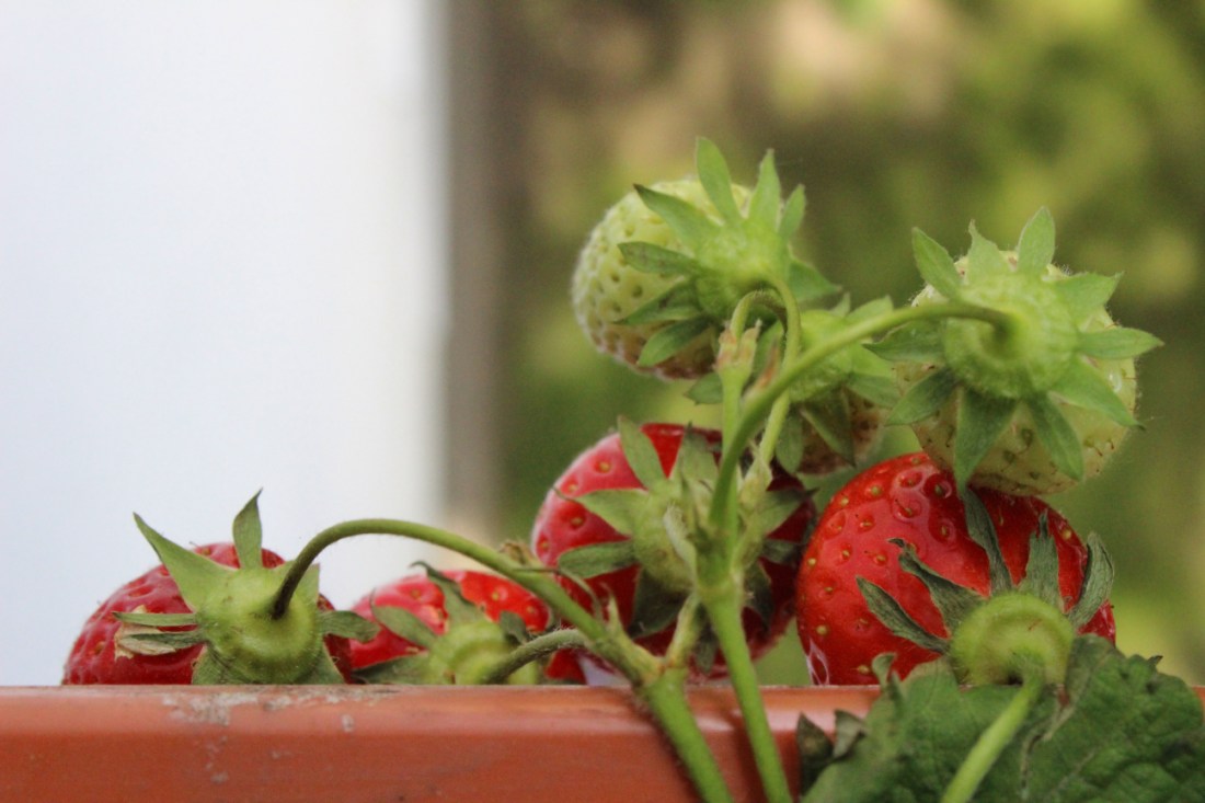 Sechs Erdbeeren, die über den Balkonkasten hängen, zwei davon noch grün, der Rest fast reif.