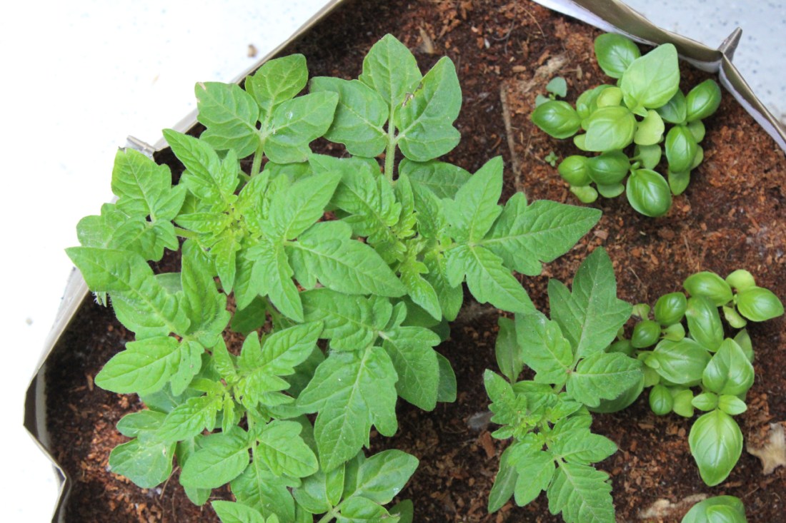 Tomaten- und Basilikumsetzlinge, die prächtig gedeihen.