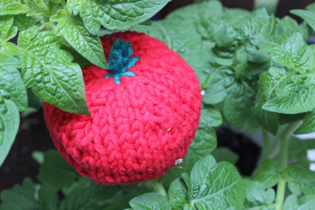 Selbstgestrickte Baumwolltomate inmitte von jungen Tomatenpflanzenblättern