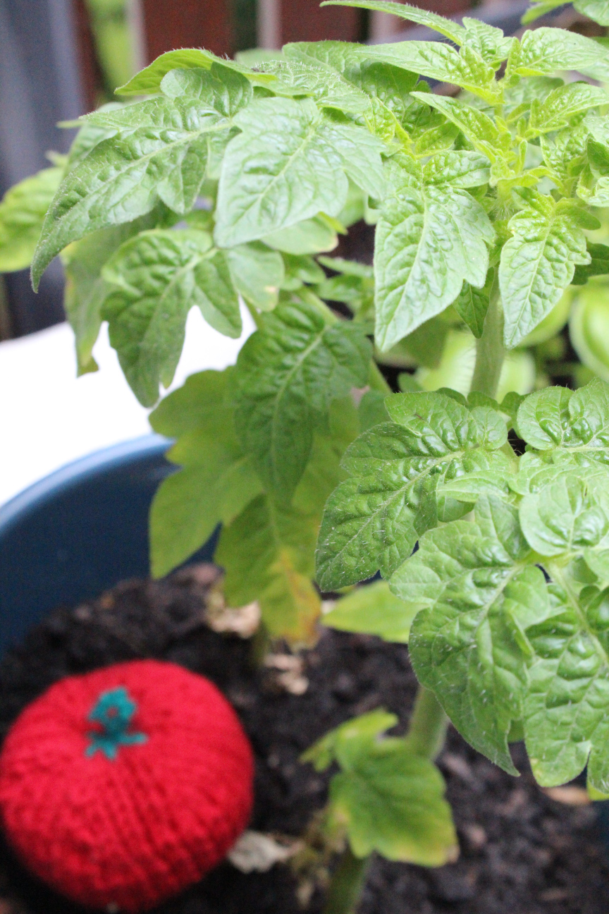 Junge Tomatenpflanze, im Hintergrund am Topfgrund eine selbstgestrickte Baumwolltomate.
