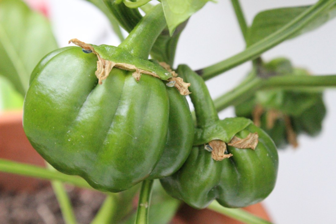 Grüne Paprikafrüchte, die noch ein ganzes Stück wachsen und reifen müssen.