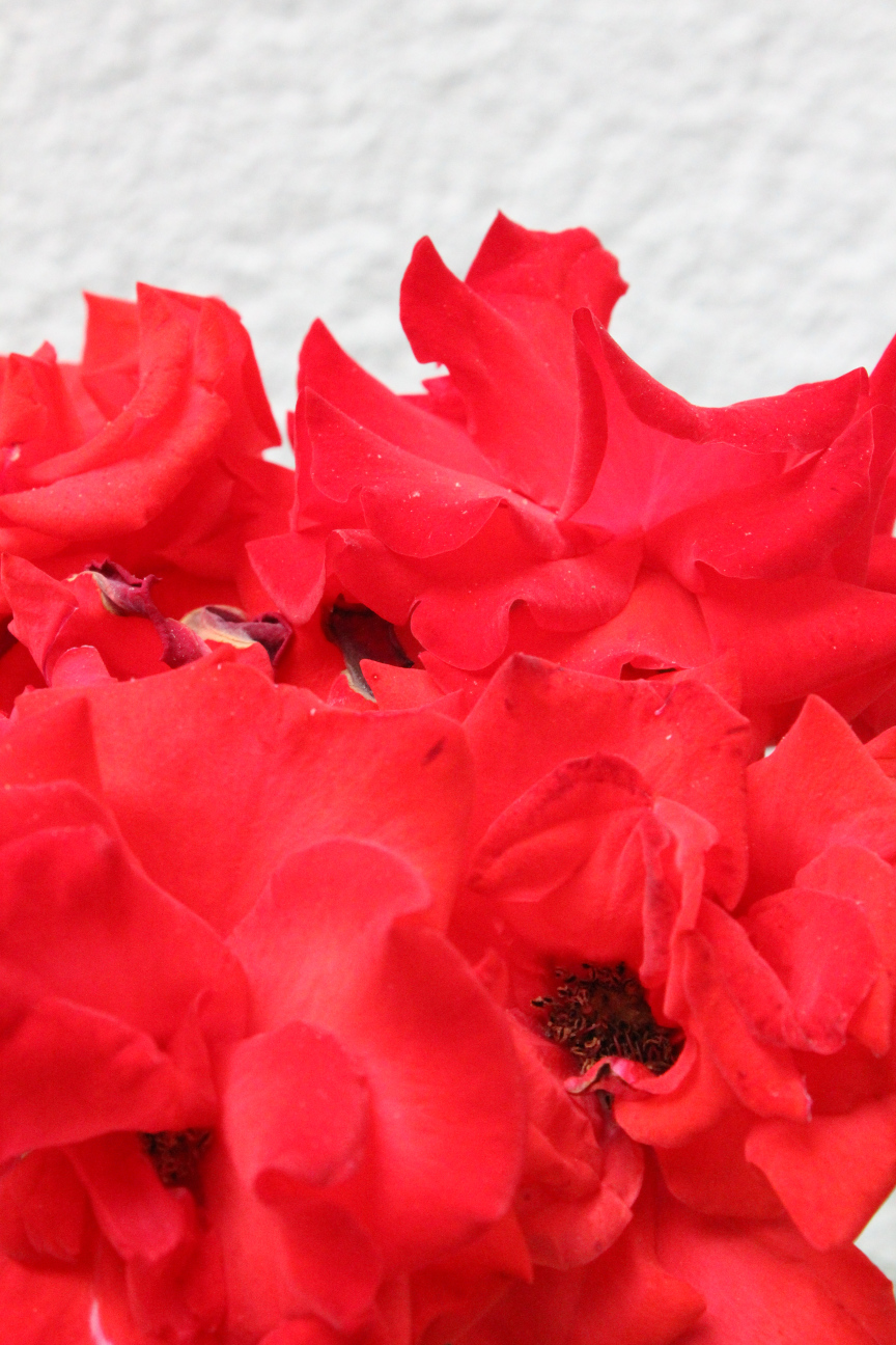 Halb verblühte rote Rosen in Nahansicht, sehen so fast aus wie Mohn.