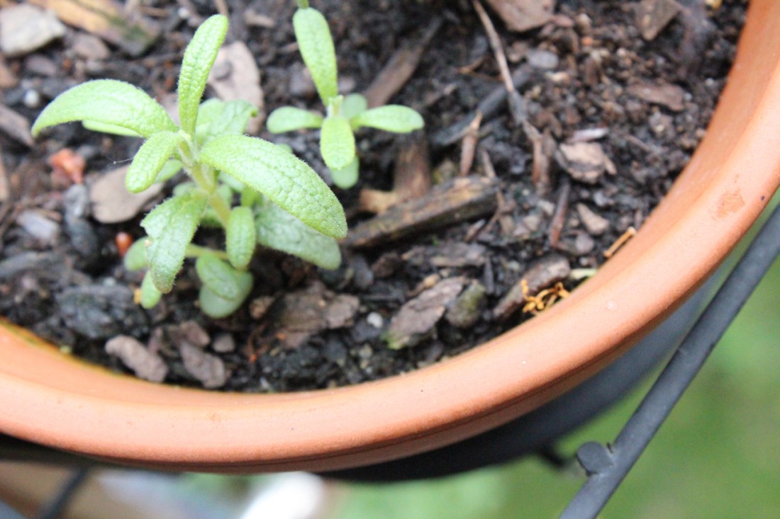 Kleiner Rosmarinzweig am Topfrand.
