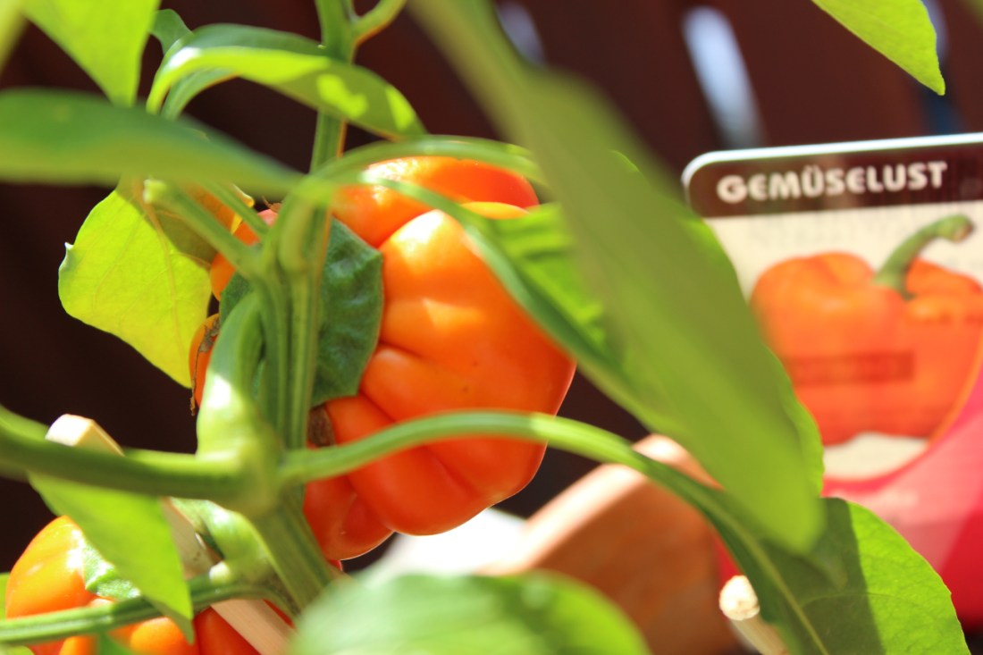 saftige kleine Paprikapflanze im Topf