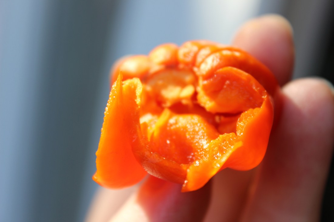 fast fertig gereifte, etwas vernachlässigte Paprika, frisch gepflückt, zwischen den Fingern meiner weißen Hand, angebissen. Die Sonne leuchtet in sie hinein, strahlendes Fruchtorange. 