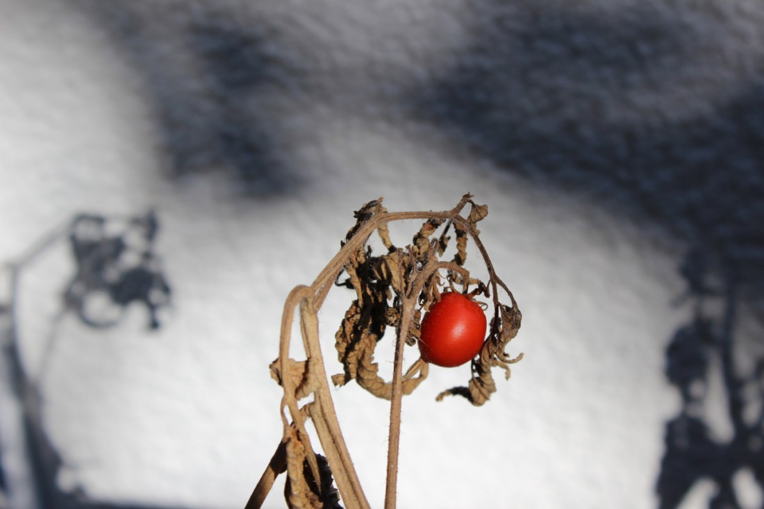 traurige, einzig gereifte Tomate, Cocktailklein, obwohl es keine Cocktailtomate ist, so rot wie reif, an einem krass vertrockneten Strang. Im Hintergrund Schatten der vertrockneten Zweige. Lecker war die kleine Tomate übrigens nicht.